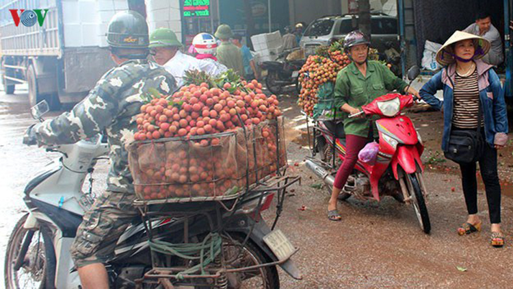 Vải thiều Việt Nam chủ yếu được xuất khẩu sang thị trường Trung Quốc.
