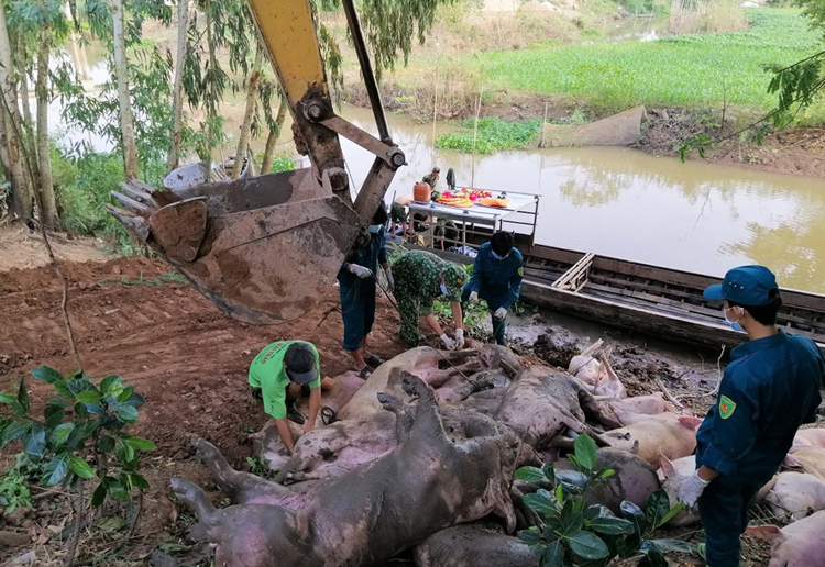 Từ đầu tháng 10 đến nay, các lực lượng chức năng của tỉnh An Giang đã phát hiện xử lý 16 vụ vận chuyển heo nhập lậu, với hơn 400 con, tổng trọng lượng khoảng hơn 30 tấn.