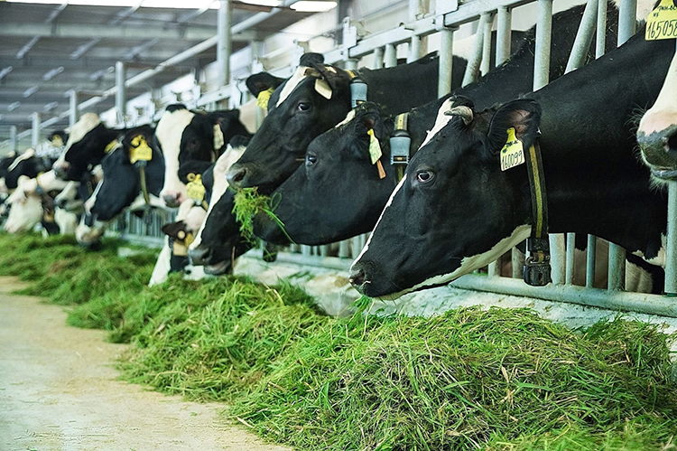 Vùng nguyên liệu sữa tươi lớn với 12 trang trại đạt chuẩn quốc tế góp phần giúp sản phẩm sữa tươi của Vinamilk dẫn đầu phân khúc trong nhiều năm liền.