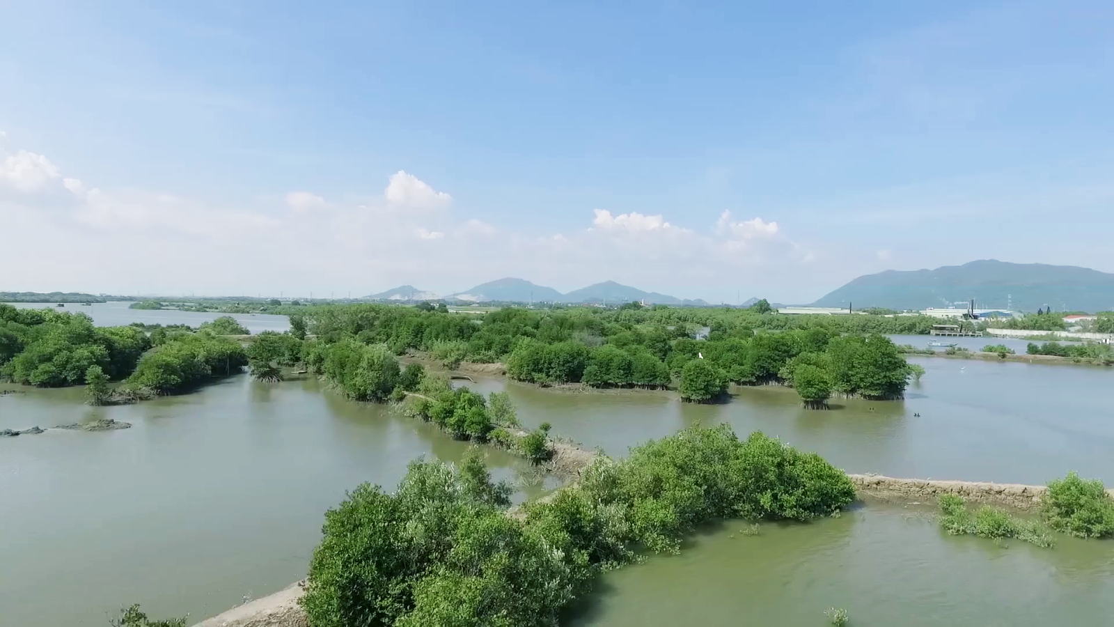 Mảng xanh đang dần hình thành ở từ những hàng đước do Quỹ 1 triệu cây xanh cho Việt Nam và Vinamilk trồng tại ven sông Chà Và, tỉnh Bà Rịa Vũng Tàu