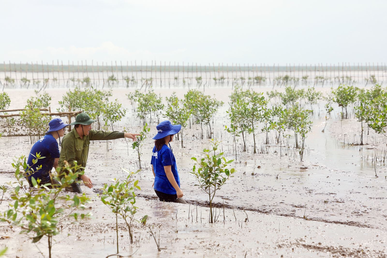 Hàng chục nghìn cây mắm conđang dần phủ xanh một diện tích rộng lớn bên trong hàng rào.