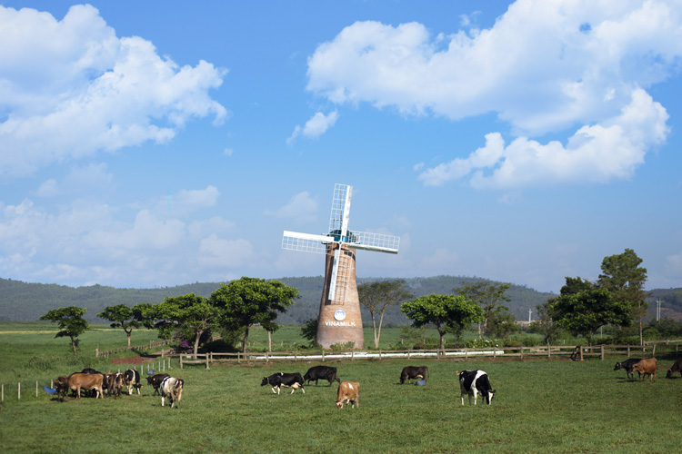 Trang trại bò sữa organic của Vinamilk tại Đà Lạt.