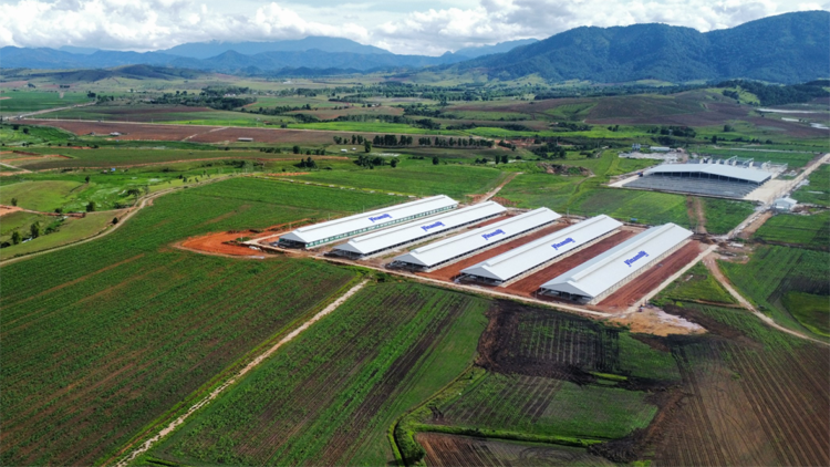 Trang trại Vinamilk Lào – Jagro tại cao nguyên Xiêng Khoảng (Lào)có tổng mức đầu tư giai đoạn một là 150 triệu USD.