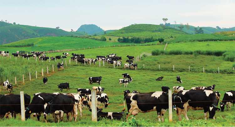 Cao nguyên Mộc Châu sẽ được đầu tư để trở thành thủ phủ bò sữa công nghệ cao của Việt Nam.