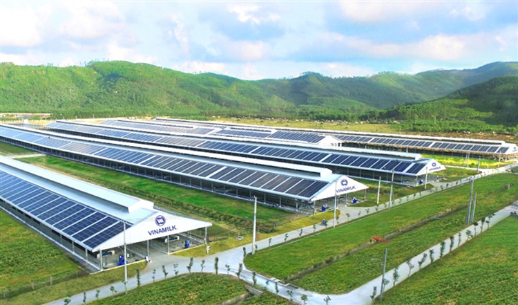 Trang trại Vinamilk Quảng Ngãi đã hoàn thiện và đưa vào hoạt động hệ thống năng lượng mặt trời.