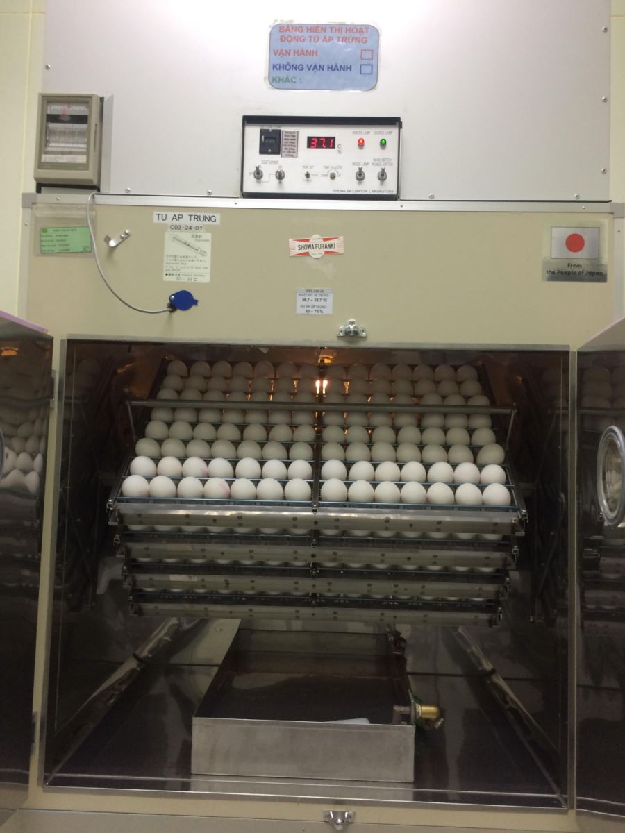 Hình ảnh trứng gà sạch SPF trong thùng chứa khi nhận về từ nhà cung cấp VALO (Đức).