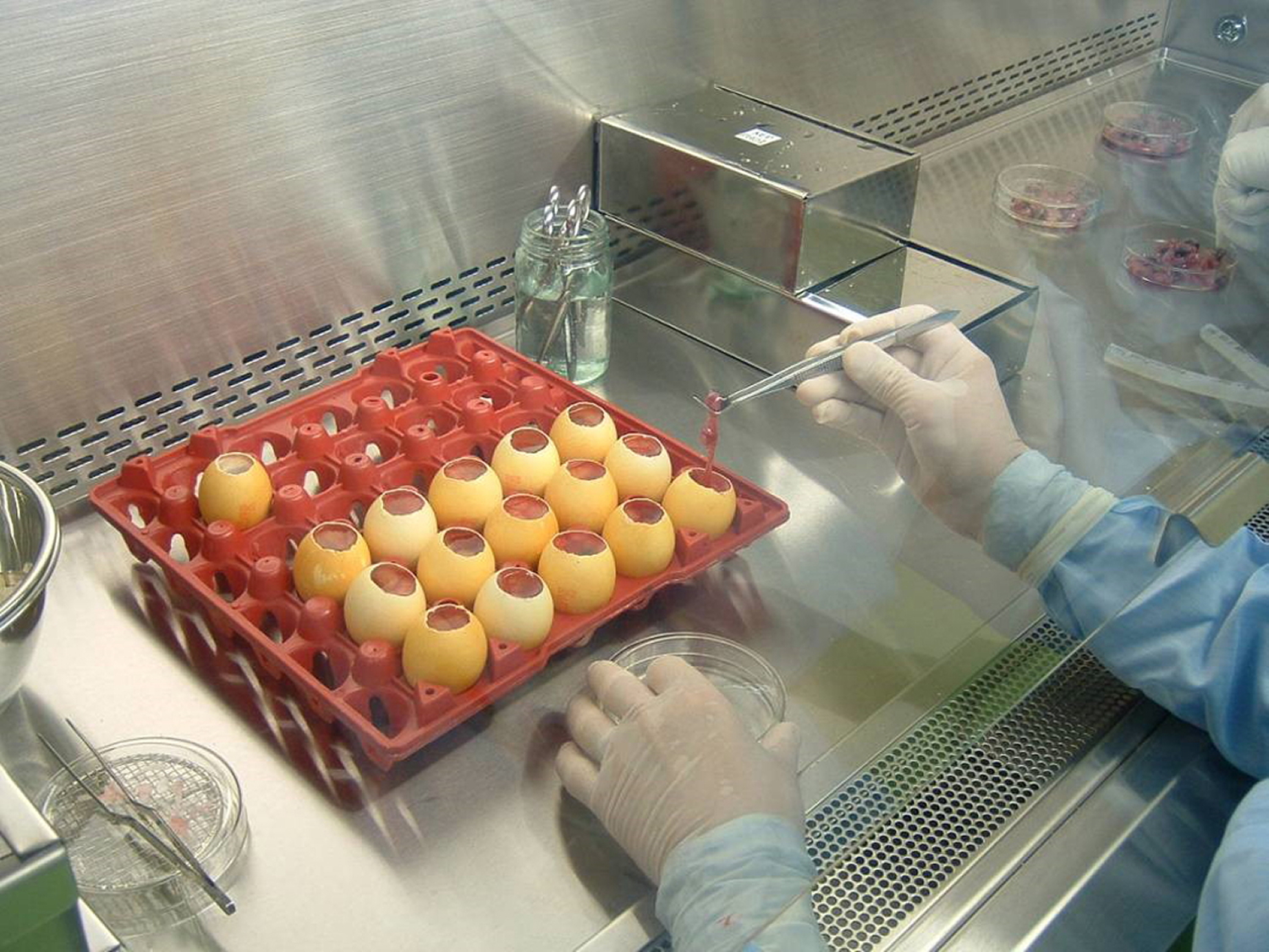 Thao tác lấy phôi từ trứng gà sạch đã ấp được 9 ngày tuổi để sử dụng cho sản xuất vắc-xin sởi 