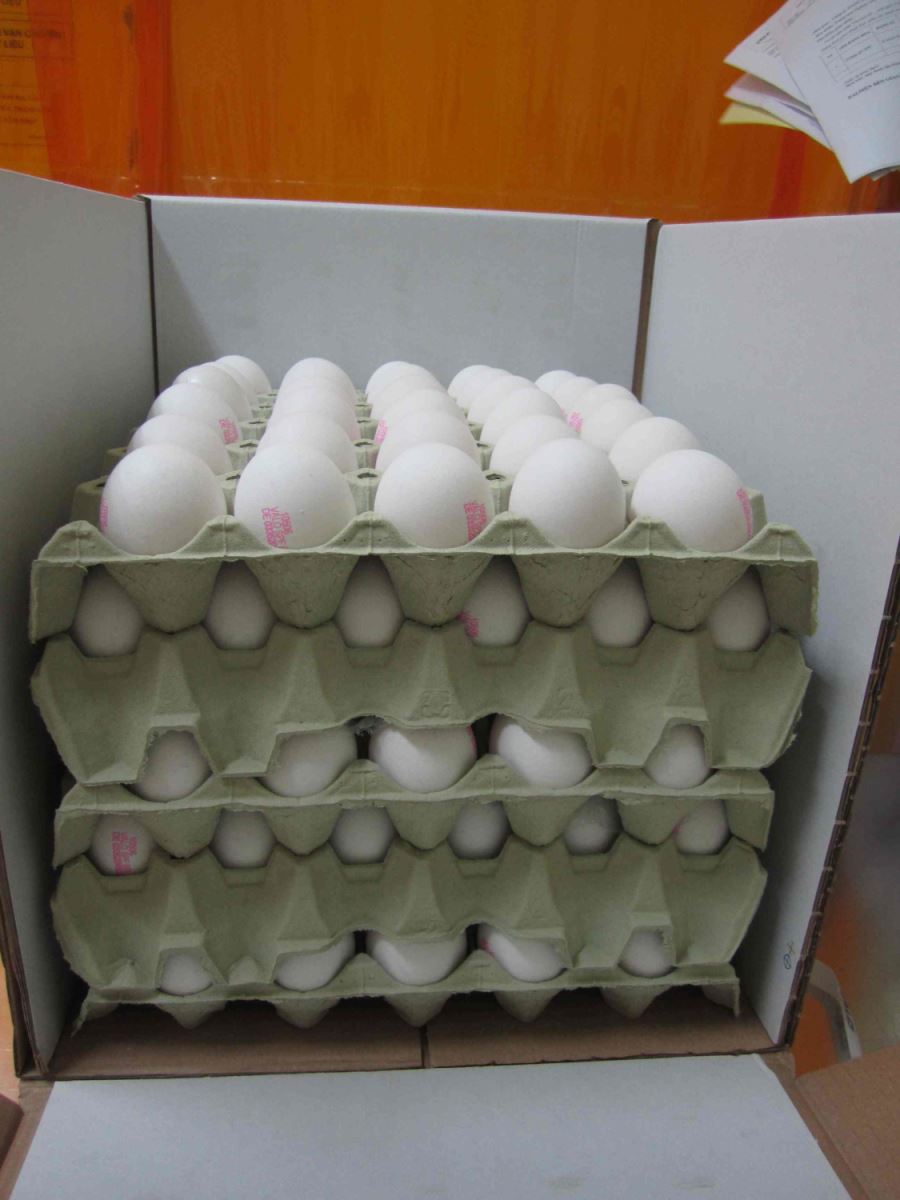 Trứng gà sạch được ấp trong tủ ấp chuyên dụng.