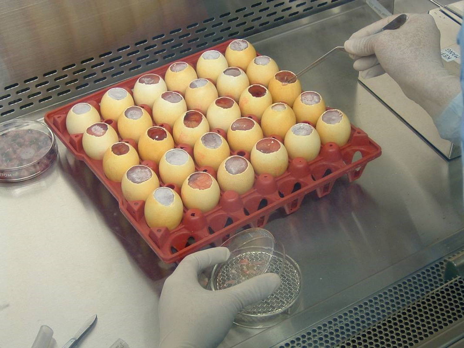 Thao tác bóc màng trứng trong quá trình lấy phôi để sử dụng cho sản xuất vắc-xin sởi