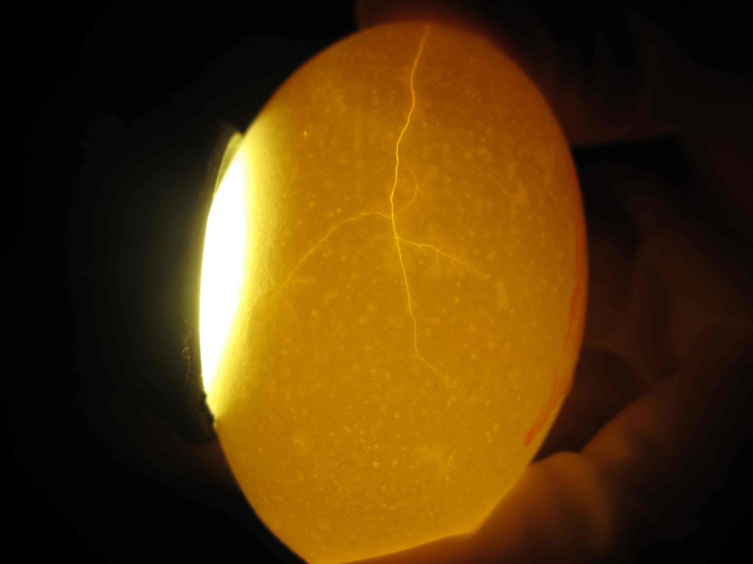 Trứng được kiểm tra và phát hiện bị vỡ dưới đèn soi.