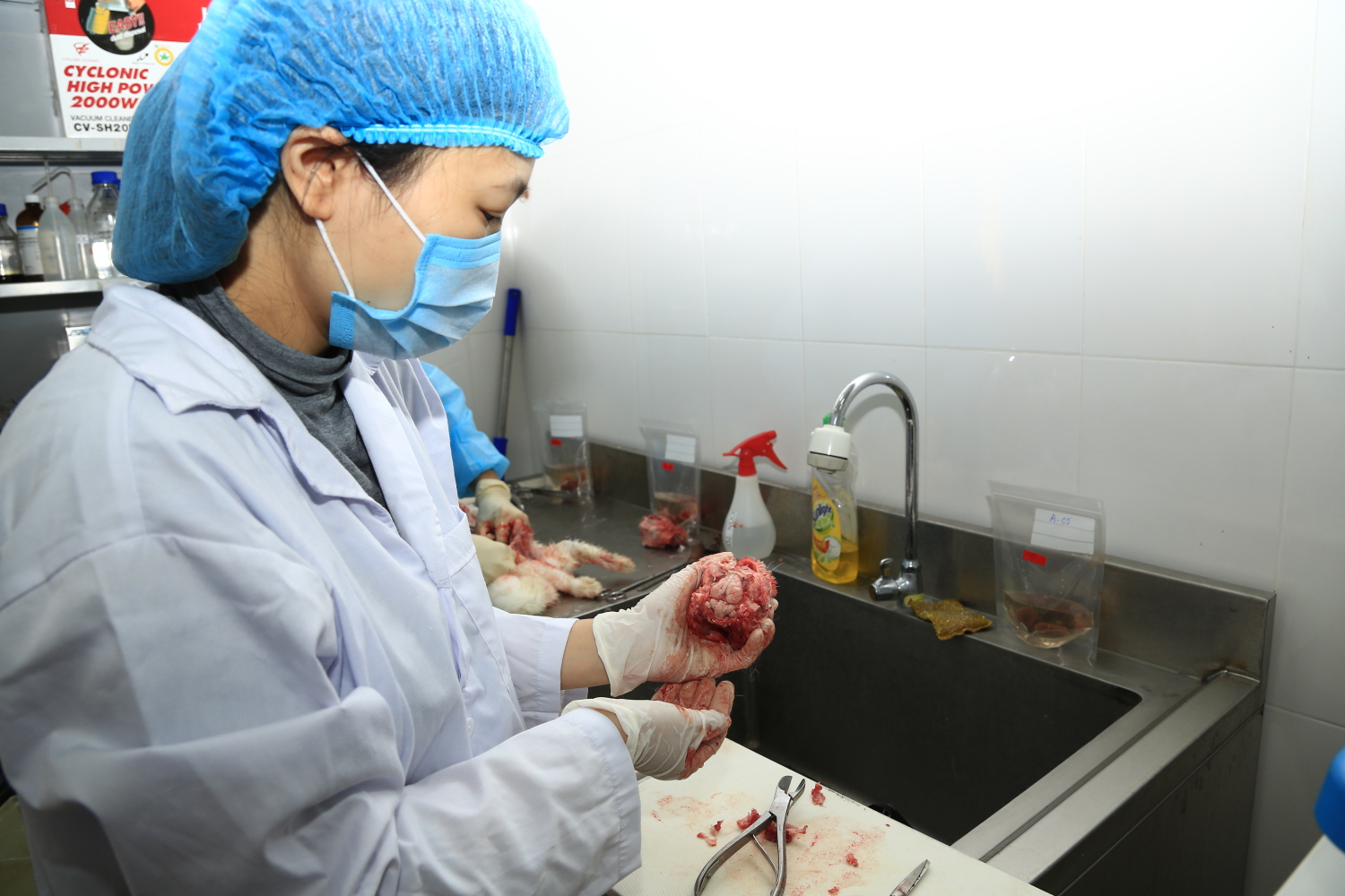Bộc lộ não thỏ để kiểm tra tác nhân Encephoclitozoon curiculi tại Phòng Giải phẫu và Kỹ thuật vi sinh