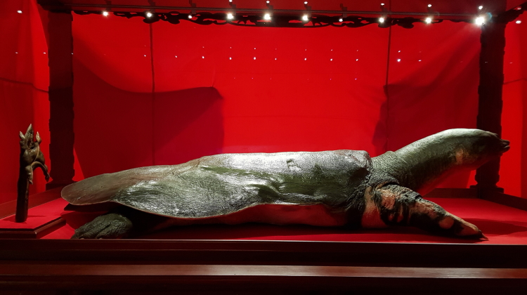 Rùa Hồ Gươm đã yên vị trong tủ kính siêu trong (kích thước: 230cm x 130cm x195 cm). 