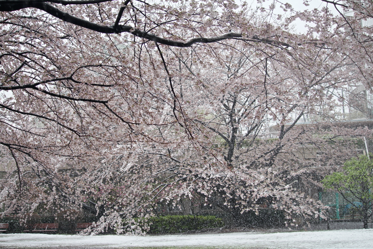 Hoa anh đào ở Nhật Bản nở từ tháng 1 đến tháng 5 dương lịch hàng năm