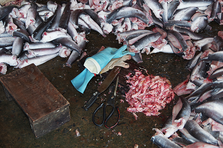 Các dụng cụ được sử dụng để sơ chế cá trước khi đem phơi.