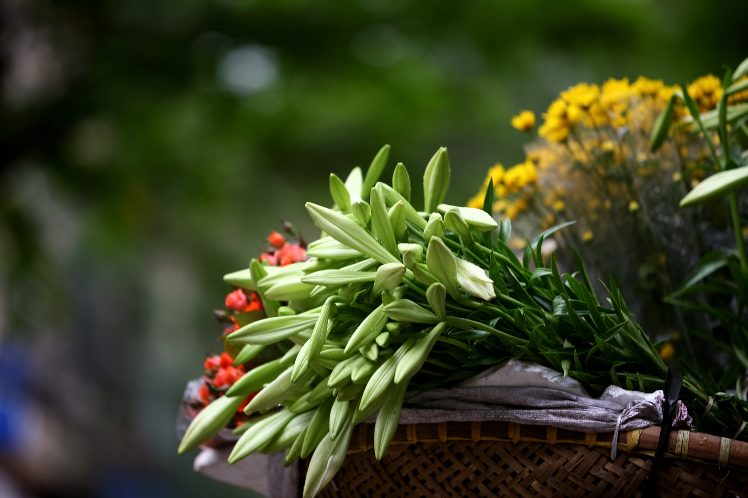 Cứ đến tháng 4  Hà Nội được nhuộm trong sắc trắng tinh khôi của hoa loa kèn.