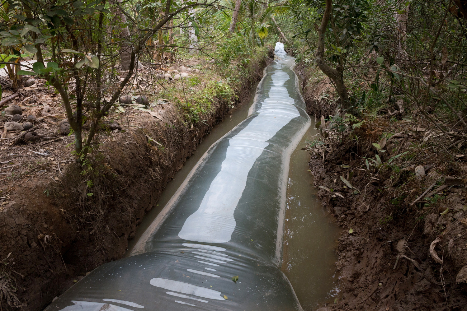 Nước ngọt được trữ trong túi ni-lon khổng lồ ở huyện Giồng Trôm (tỉnh Bến Tre).