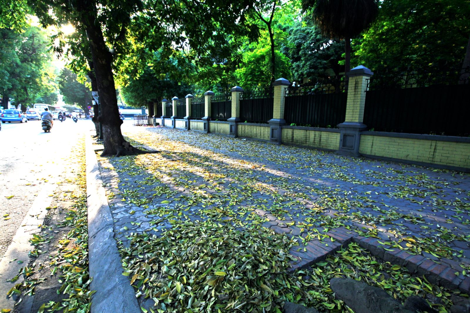 Trên phố Trần Phú, lá sấu đổ màu vàng, rơi theo từng cơn gió khiến khung cảnh đường phố thêm phần thi vị.  