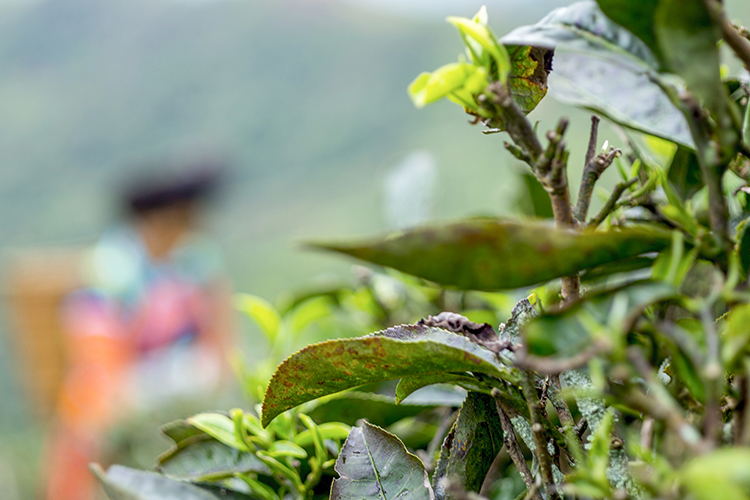 Không tưới bón, phun thuốc trừ sâu cây trà tích luỹ tinh chất vào những mầm non bé nhỏ một cách tự nhiên. Cây trà trồng 20 năm mới chỉ cao ngang thắt lưng. 