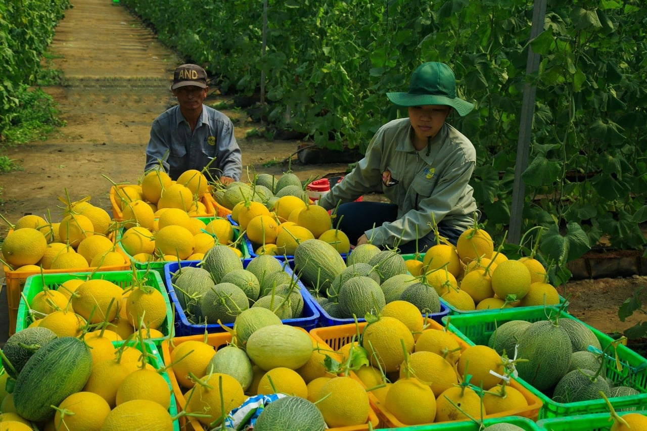 Nông sản Việt ra nước ngoài nhờ TMĐT