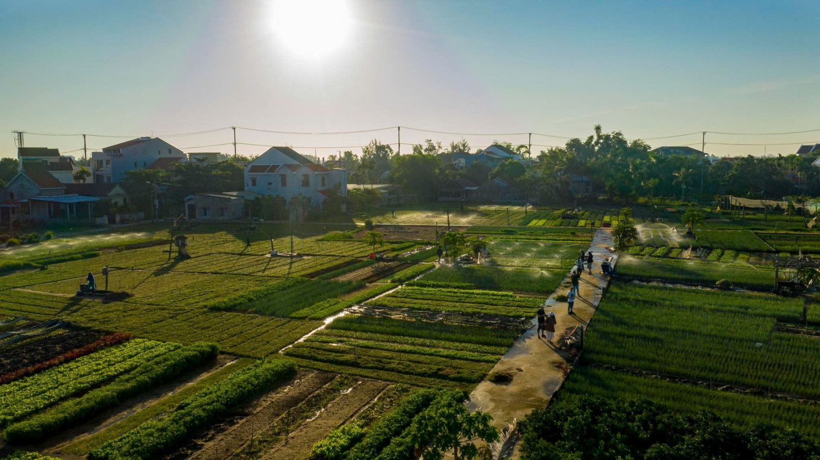 Làng rau Trà Quế nhìn từ trên cao.