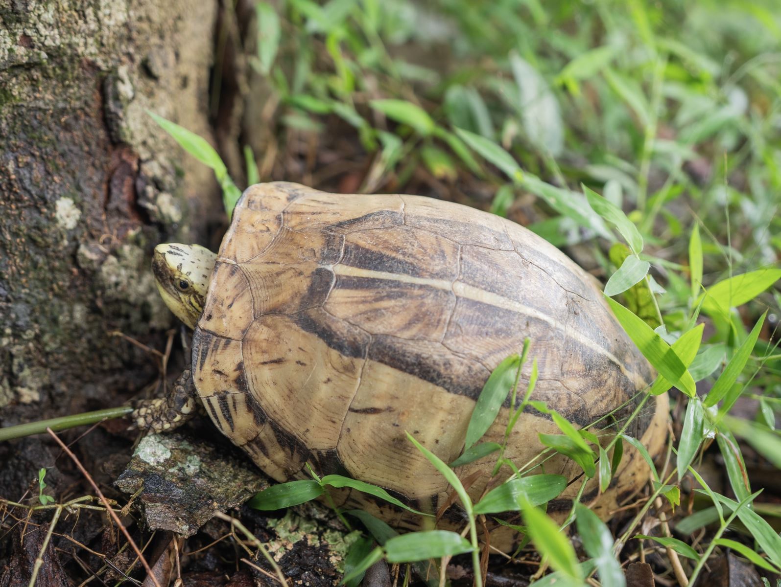 Cá thể rùa sau khi được tái thả trở về với núi rừng Vũ Quang