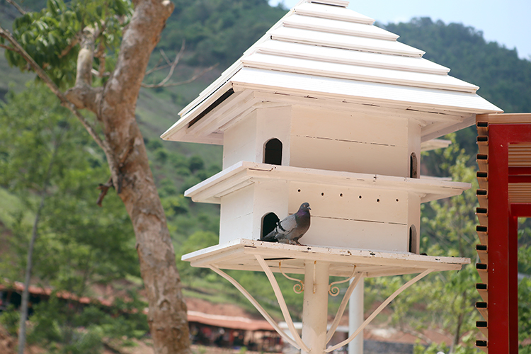 Hòa chung với thiên nhiên phong phú là những tổ chim bồ câu được bố trí dọc 2 bên lối vào.