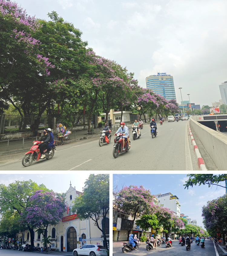 Bằng lăng tím bao trùm mọi không gian, cảnh vật.