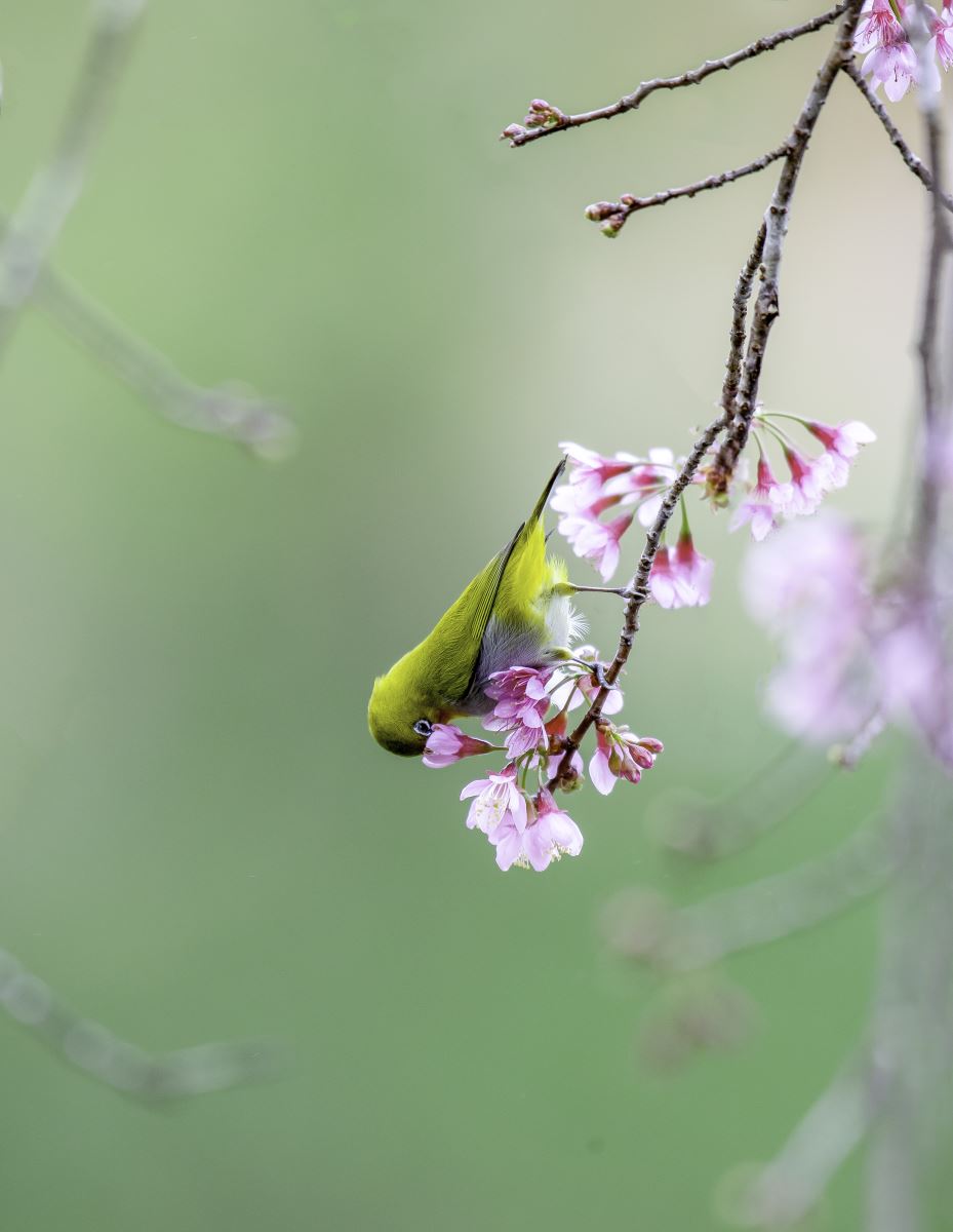 Mùa hoa anh đào thu hút các loài chim tìm về. Trong ảnh: Chim vành khuyên đặc hữu ở Măng Đen.
