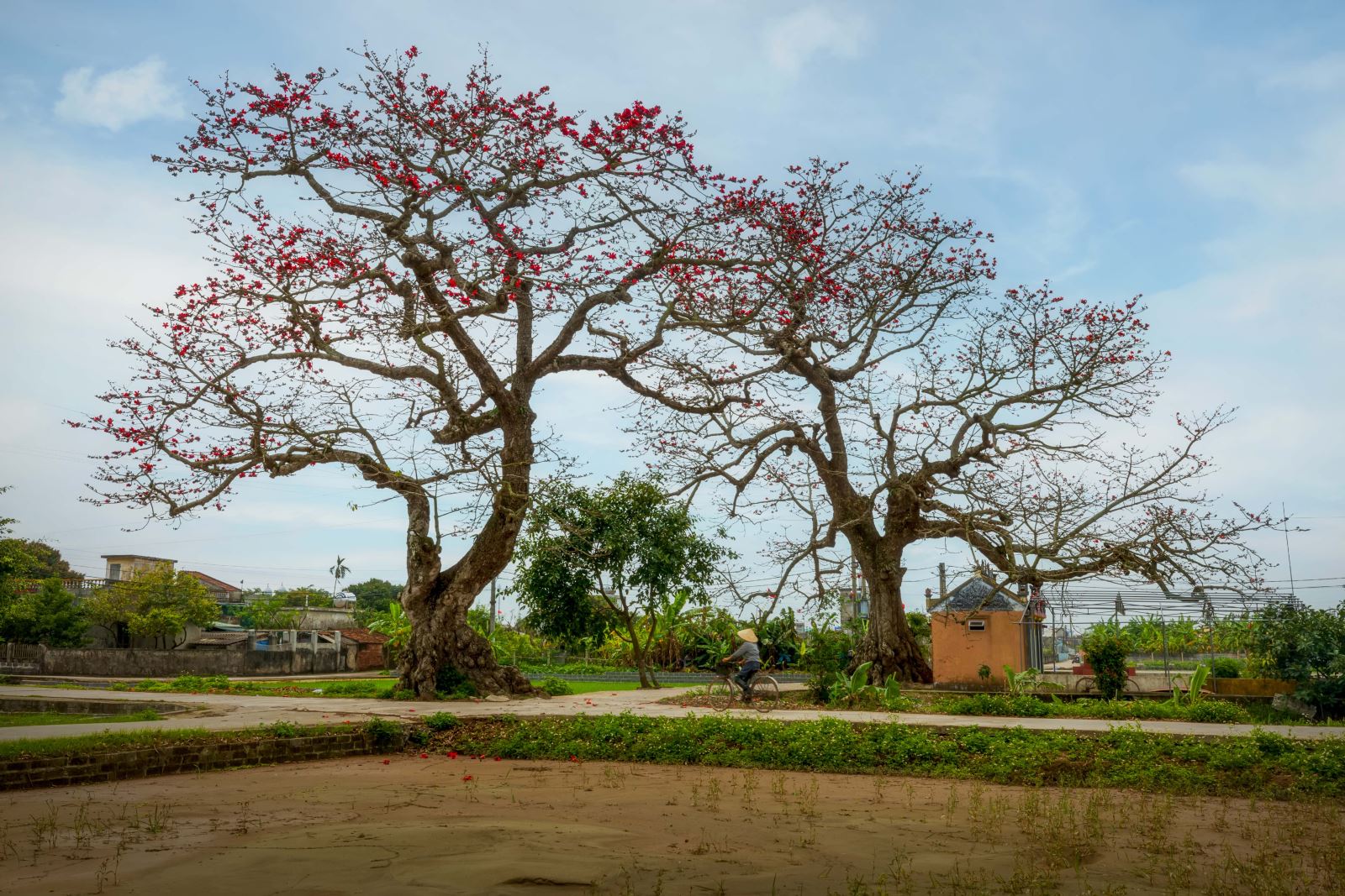 Cây gạo ở Quang Bình, Kiến Xương, Thái Bình.