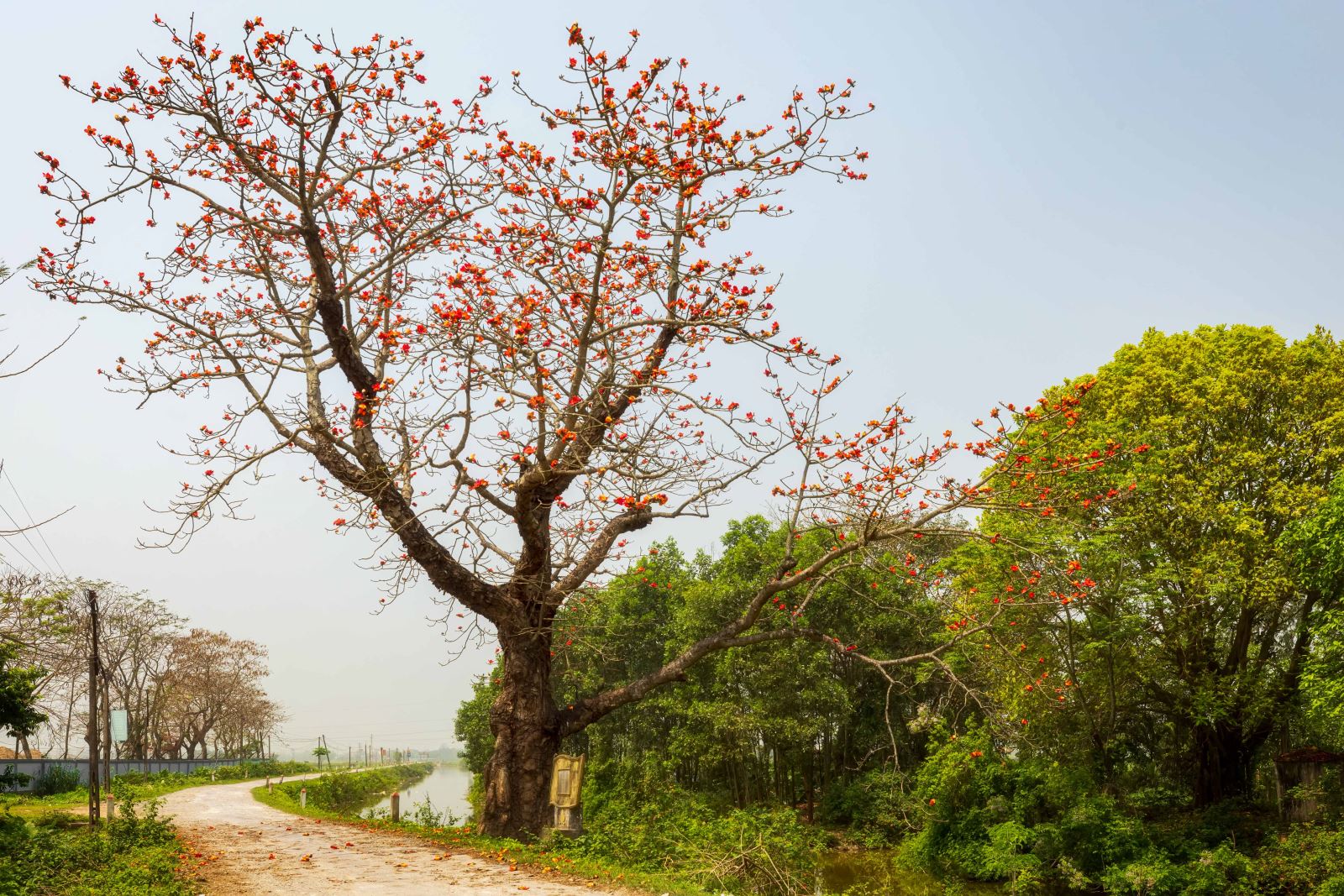 Cây gạo ở xã Yên Quang, huyện Ý Yên, tỉnh Nam Định.