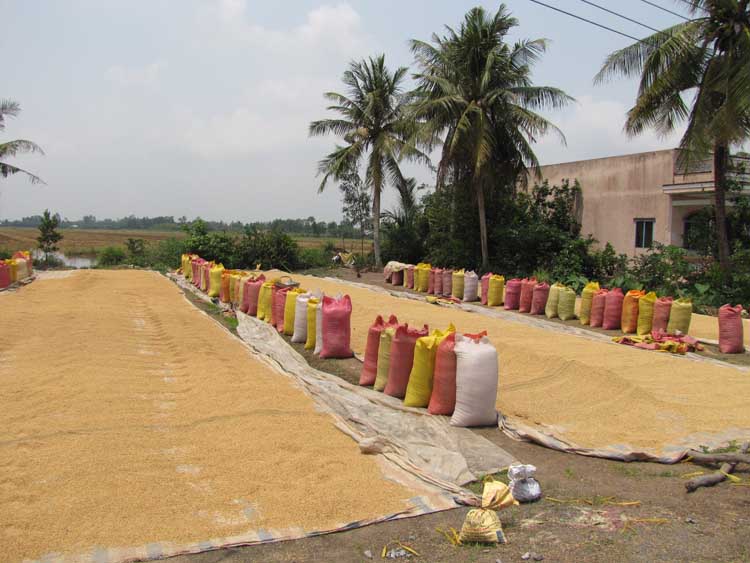 Dự báo năm nay gạo Việt Nam sẽ gặt hái được nhiều thành công.