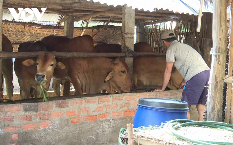 Chưa được tiêm phòng đầy đủ nên đàn bò tại huyện Đồng Xuân đối mặt với nguy cơ dịch bệnh.