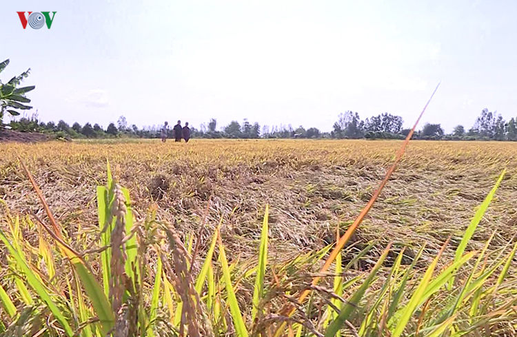 Nắng nóng kéo dài những ngày qua khiến hàng nghìn ha lúa trên địa bàn tỉnh Thanh Hóa khô hạn.