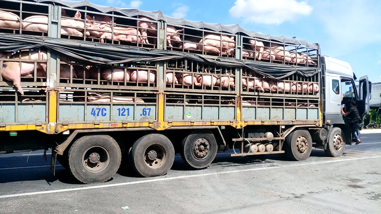 Một phương tiện chở hàng trăm con heo từ miền Bắc vào miền Tây qua địa bàn Tiền Giang.