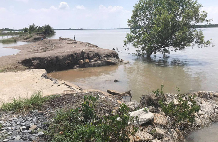 Một khu đất bị sạt lở nham nhở dọc sông Lòng Tàu, xã Tam Thôn Hiệp, huyện Cần Giờ do ảnh hưởng của nạn khai thác cát trái phép Ảnh: Tuổi trẻ