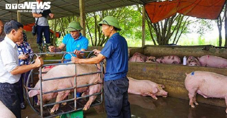 Giá thịt lợn hơi vẫn không ngừng tăng.