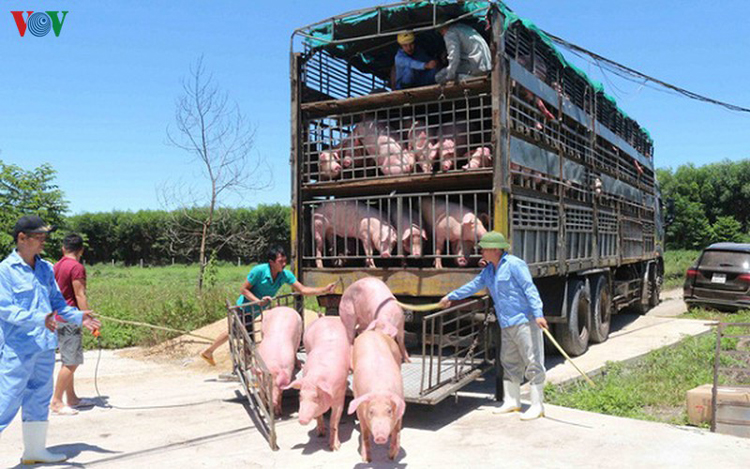 Cục Thú y khẳng định lợn sống nhập khẩu từ Thái Lan về Việt Nam đều an toàn và không sử dụng thức ăn có chất cấm.