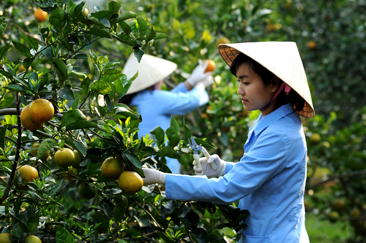 Việc chuyển đổi cơ cấu cây trồng được chú trọng trong phát triển nông nghiệp ở Thanh Hóa.