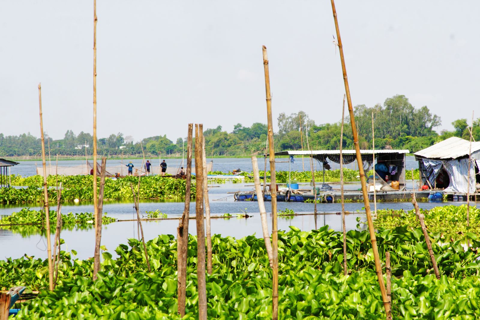 Hiện nay, bên cạnh đánh bắt cá tự nhiên, người dân địa phương còn nuôi trồng thủy sản theo kiểu lồng bè.