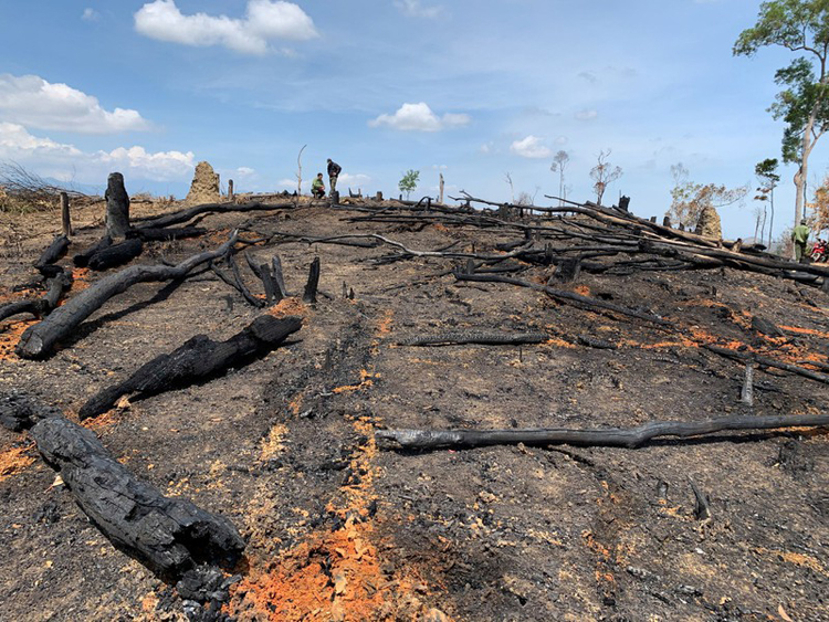 130 - 140ha rừng giáp ranh huyện Ea Kar và Krông Bông được báo cáo đã bị đốt phá, lấn chiếm.