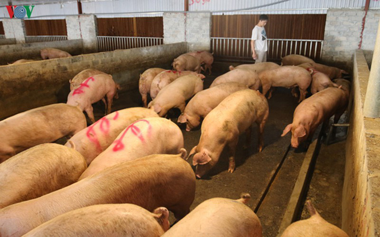 Giá lợn tăng cao giúp các doanh nghiệp chăn nuôi thu lợi nhuận hàng trăm tỷ đồng.