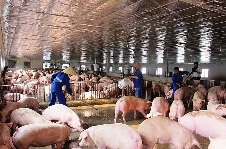 Nguồn cung thịt lợn dịp Tết Nguyên Đán Tân Sửu 2021 sẽ cơ bản ổn định