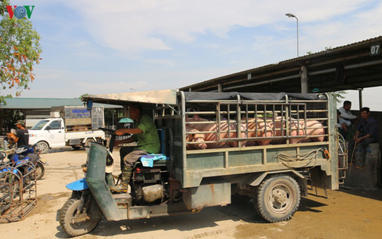 Giá lợn hơi khó giảm mạnh trong ngắn hạn do nguồn cung chưa dồi dào.