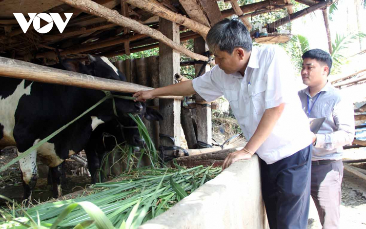 Nhân viên Thú y tiêm phòng vắc-xin cho bò.