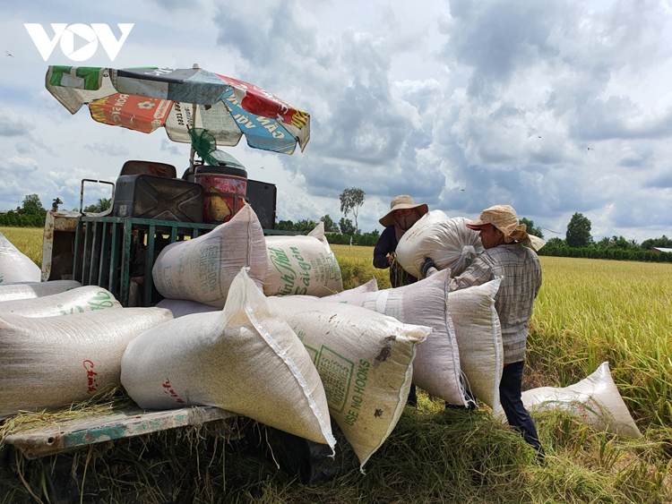 Năng suất lúa Đông Xuân cao nhất trong vòng nhiều năm trở lại đây, giá bán ổn định người dân có lãi.