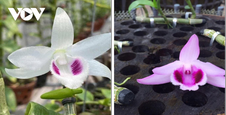 Lan đột biến (bông bên trái) và hoa lan bình thường (bông bên phải).