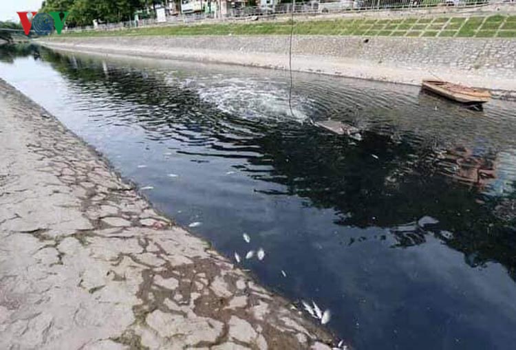Sau khi dừng xả nước hồ Tây vào, cá tại sông Tô Lịch chết hàng loạt.