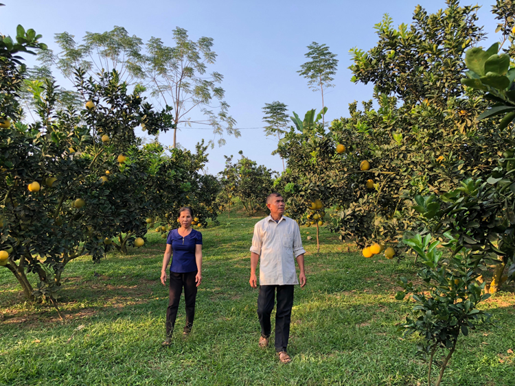5.	Vườn cây ăn quả của người dân thôn Cây Nhãn, xã Tứ Quận, huyện Yên Sơn, tỉnh Tuyên Quang. 