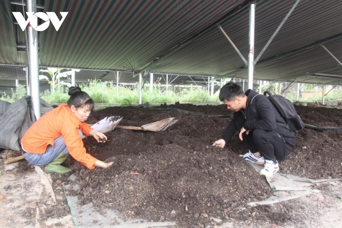 Mô hình nuôi trùn quế sản xuất phân bón hữu cơ của HTX Nông nghiệp Sơn La, xã Chiềng Mung, huyện Mai Sơn.