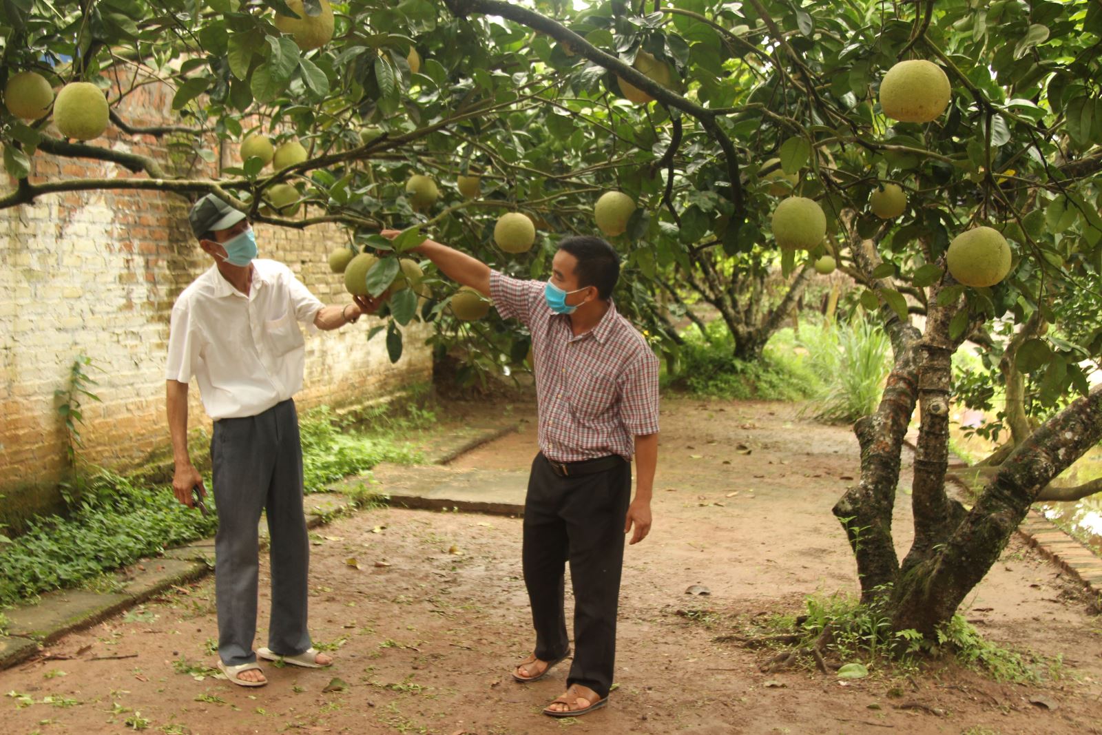 Người dân thăm vườn, theo dõi cây và quả phát triển để chuẩn bị xuất bán.